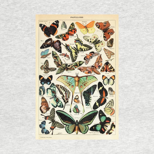 Papillon I Vintage French Butterfly Charts by Adolphe Millot by wildtribe